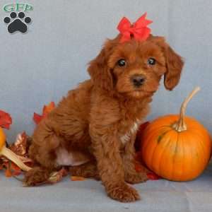 Alli, Cavapoo Puppy