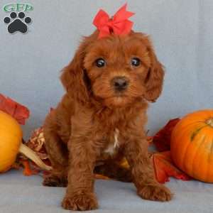 Alli, Cavapoo Puppy