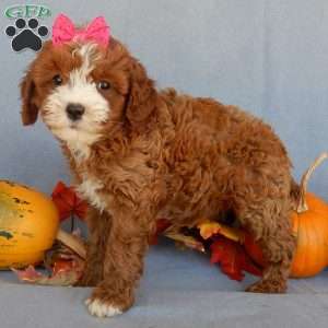 Kylie, Cavapoo Puppy