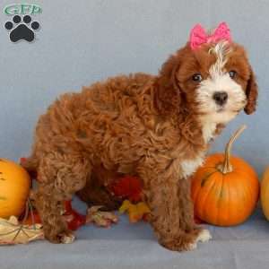 Kylie, Cavapoo Puppy