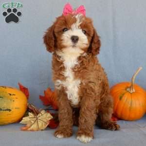 Kylie, Cavapoo Puppy