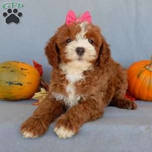 Kylie, Cavapoo Puppy