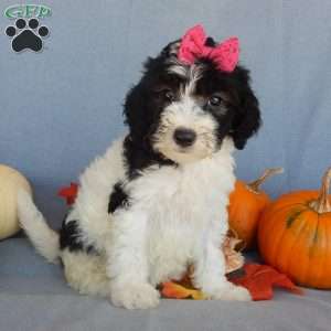 Inky (medium), Mini Sheepadoodle Puppy