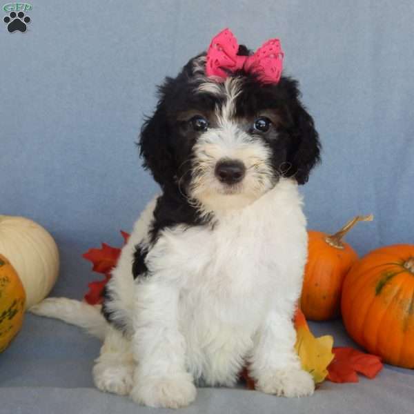 Inky (medium), Mini Sheepadoodle Puppy