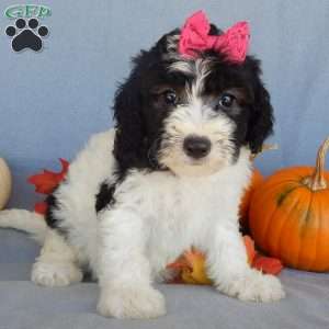 Inky (medium), Mini Sheepadoodle Puppy