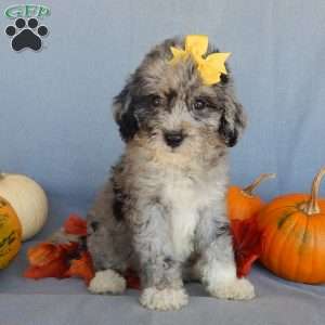 Shadow, Mini Sheepadoodle Puppy