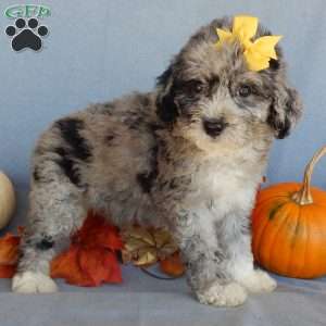 Shadow, Mini Sheepadoodle Puppy