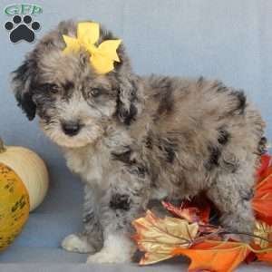 Shadow, Mini Sheepadoodle Puppy