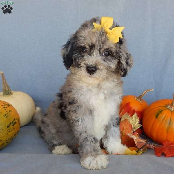 Shadow, Mini Sheepadoodle Puppy