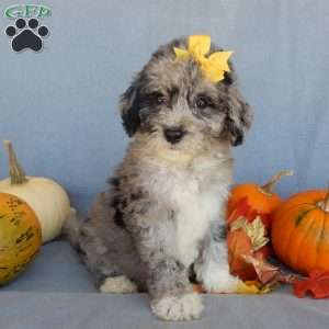 Shadow, Mini Sheepadoodle Puppy