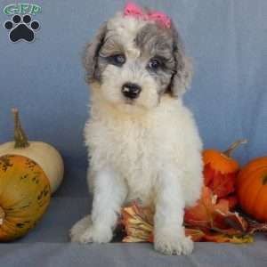 Sprinkles (medium), Mini Sheepadoodle Puppy