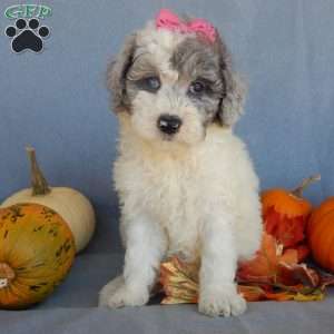 Sprinkles (medium), Mini Sheepadoodle Puppy