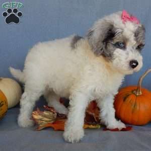 Sprinkles (medium), Mini Sheepadoodle Puppy