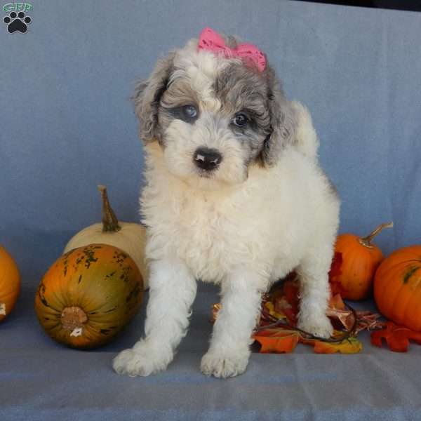 Sprinkles (medium), Mini Sheepadoodle Puppy