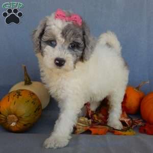 Sprinkles (medium), Mini Sheepadoodle Puppy