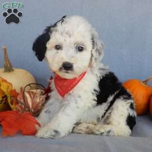 Panda (medium), Mini Sheepadoodle Puppy