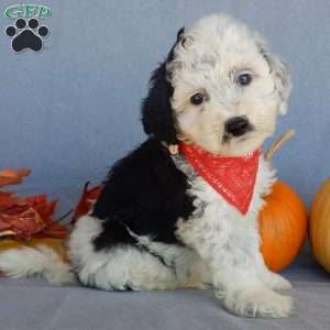 Panda (medium), Mini Sheepadoodle Puppy