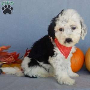 Panda (medium), Mini Sheepadoodle Puppy