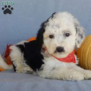 Panda (medium), Mini Sheepadoodle Puppy