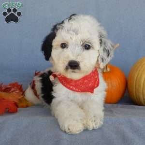Panda (medium), Mini Sheepadoodle Puppy