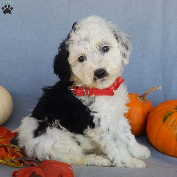 Panda (medium), Mini Sheepadoodle Puppy