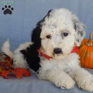 Panda (medium), Mini Sheepadoodle Puppy