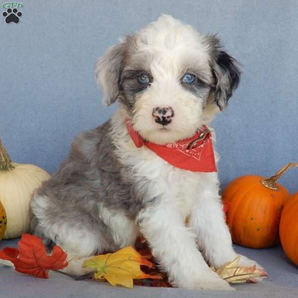 Cody (medium), Mini Sheepadoodle Puppy