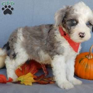 Cody (medium), Mini Sheepadoodle Puppy