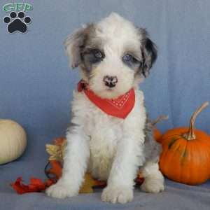 Cody (medium), Mini Sheepadoodle Puppy