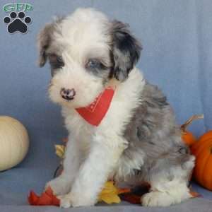 Cody (medium), Mini Sheepadoodle Puppy