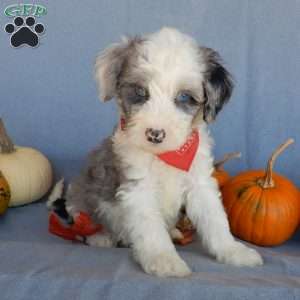 Cody (medium), Mini Sheepadoodle Puppy