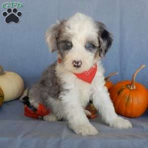 Cody (medium), Mini Sheepadoodle Puppy