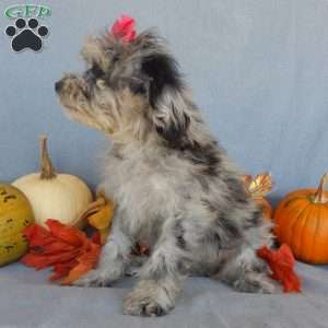 Princess- micro mini, Mini Goldendoodle Puppy