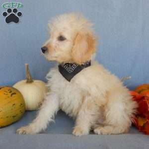Peanut- micro mini, Mini Goldendoodle Puppy