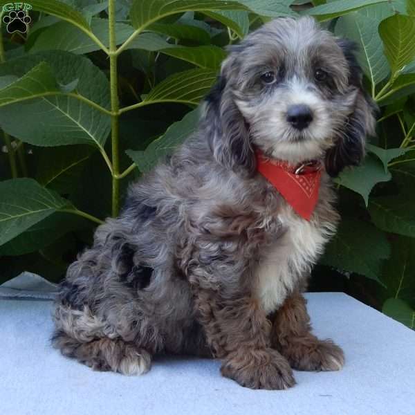 Rocky, Cockapoo Puppy