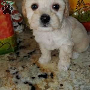 Rudy, Toy Poodle Puppy
