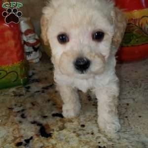 Rudy, Toy Poodle Puppy