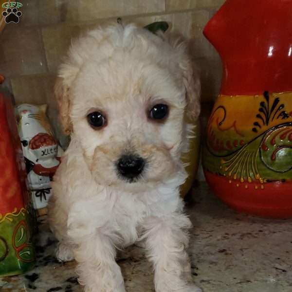 Rudy, Toy Poodle Puppy