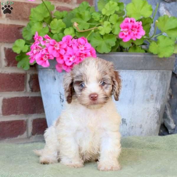 Rachel, Cockapoo Puppy