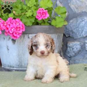 Rachel, Cockapoo Puppy