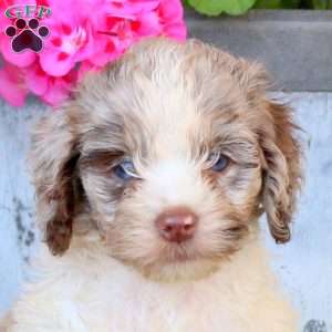 Rachel, Cockapoo Puppy