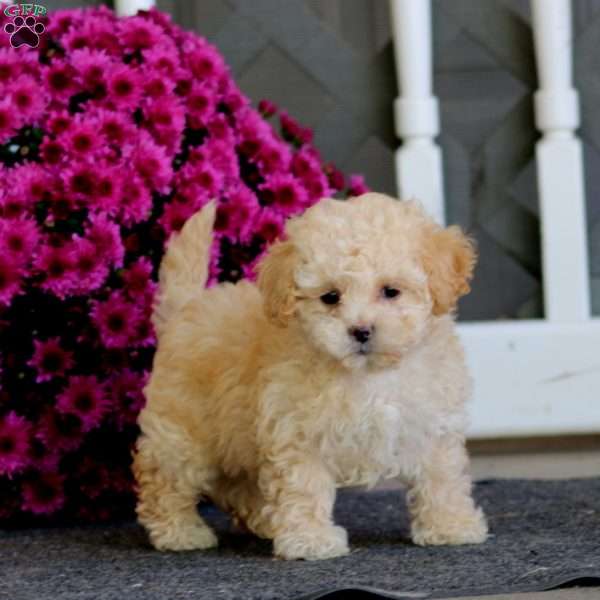 Rachel, Shih-Poo Puppy