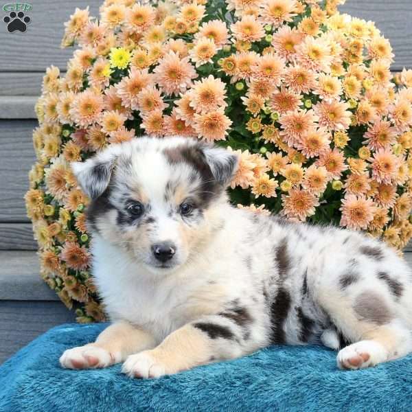 Rachelle, Australian Shepherd Puppy