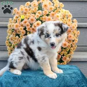 Rachelle, Australian Shepherd Puppy