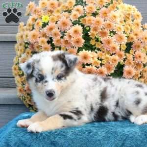 Rachelle, Australian Shepherd Puppy
