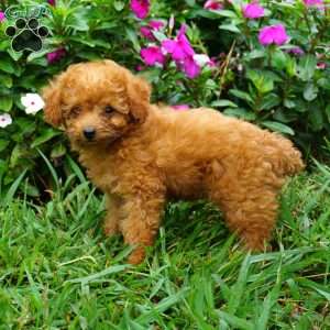 Rae, Miniature Poodle Puppy