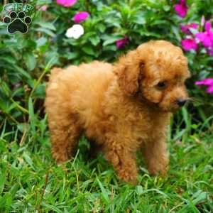 Rae, Miniature Poodle Puppy
