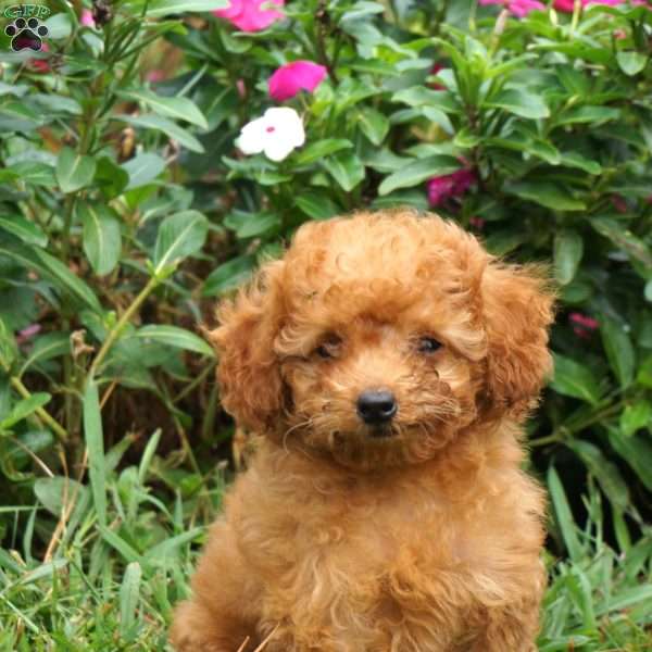 Rae, Miniature Poodle Puppy