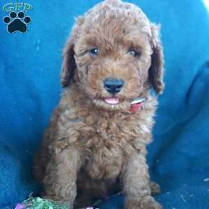 Randall, Cavapoo Puppy