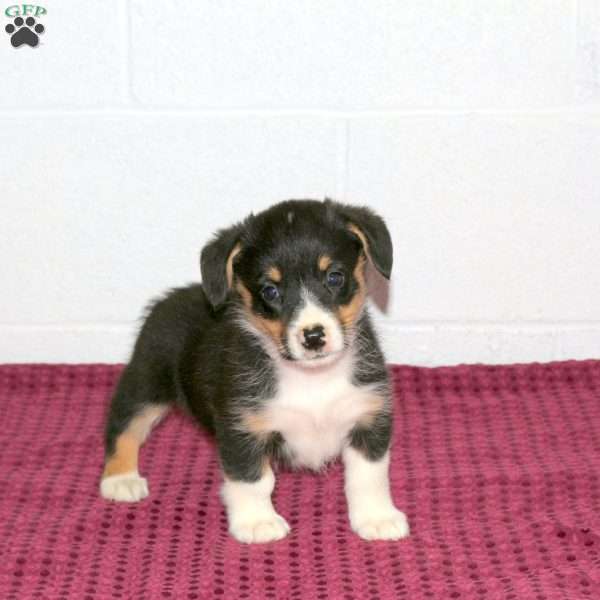 Randy, Pembroke Welsh Corgi Puppy